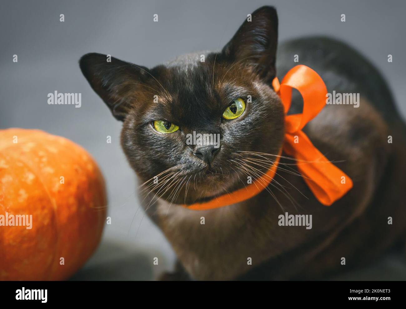 Burma gatto in nastro arancione su Halloween, ritratto di gatto grumpy con occhi gialli verdi da zucca, carino animale domestico birmano guardare la macchina fotografica in Halloween holida Foto Stock