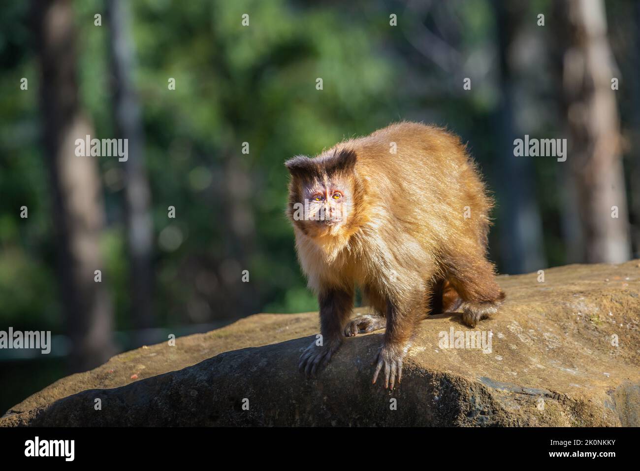 Scimmia sedersi a guardare qualcosa sul suo ramo, Pantanal, Brasile Foto Stock