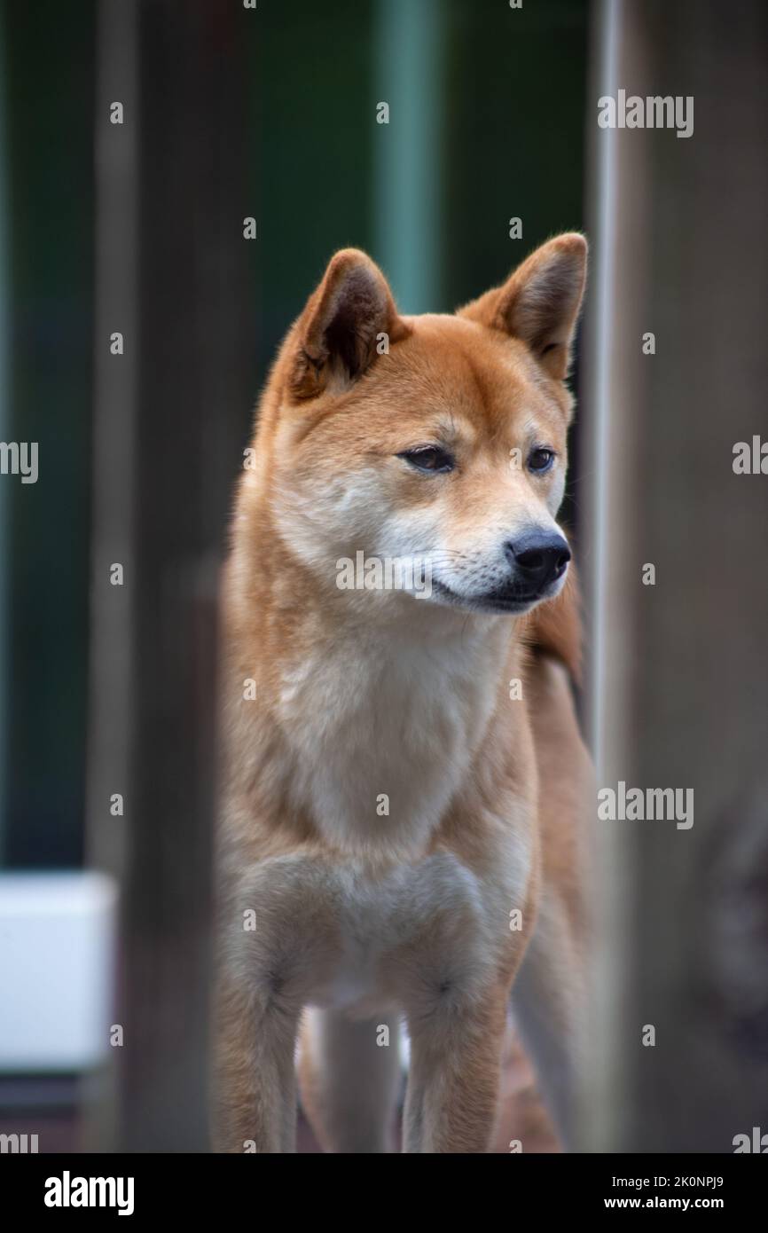 Cane attraverso una recinzione Foto Stock