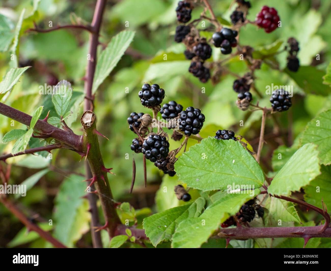 More selvatiche su un cespuglio in una foresta. Bacche di Bramble sane mature che crescono nella natura. Cibo naturale su un ramo nei boschi. Foto Stock