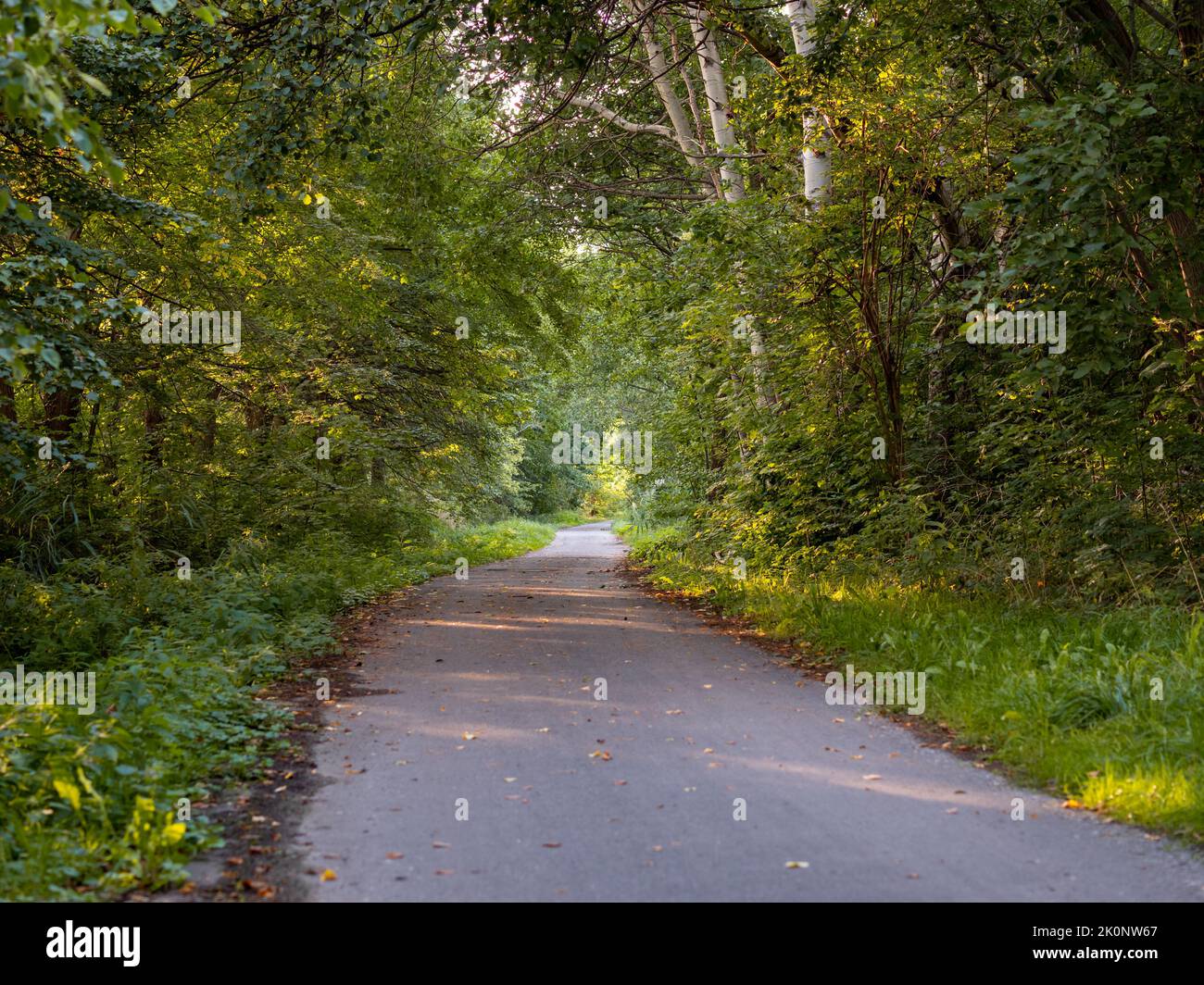 Sentiero asfaltato nella natura. Sentiero nell'ambiente per pedoni e ciclisti. Gli alberi ai lati come gli uccelli fanno parte della foresta. Foto Stock