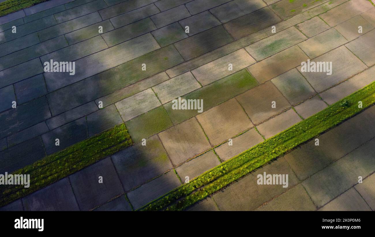 Veduta aerea del verde fertile terreno agricolo di risaie. Bei paesaggi di agricoltura o coltivando aree in paesi tropicali. Foto Stock