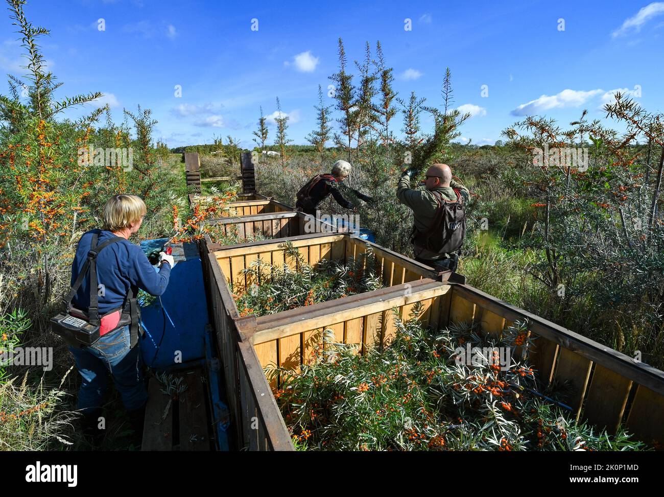 12 settembre 2022, Brandeburgo, Werder (Havel): Nel settore familiare di Christine Berger GmbH & Co. KG sta attualmente raccogliendo la spina di mare. Le bacche di biancospino biologico certificate sono raccolte su 150 ettari. A causa della siccità si prevede un raccolto medio. I danni causati dal dieback della spina di mare non sono attualmente riconoscibili in Petzow/Werder. I prodotti del buckthorn marino sono venduti in tutta la Germania e anche in tutto il mondo, ad esempio a Taiwan. Foto: Jens Kalaene/dpa Foto Stock 12 settembre 2022, Brandeburgo, Werder (Havel): Nel settore familiare di Christine Berger GmbH & Co. KG sta attualmente raccogliendo la spina di mare. Le bacche di biancospino biologico certificate sono raccolte su 150 ettari. A causa della siccità si prevede un raccolto medio. I danni causati dal dieback della spina di mare non sono attualmente riconoscibili in Petzow/Werder. I prodotti del buckthorn marino sono venduti in tutta la Germania e anche in tutto il mondo, ad esempio a Taiwan. Foto: Jens Kalaene/dpa Foto Stock