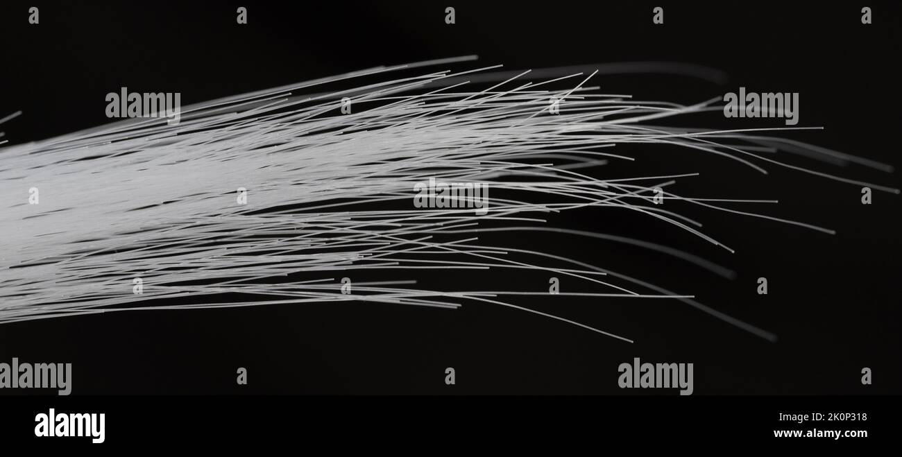 I capelli bianchi terminano su sfondo nero, vista ravvicinata isolata Foto Stock