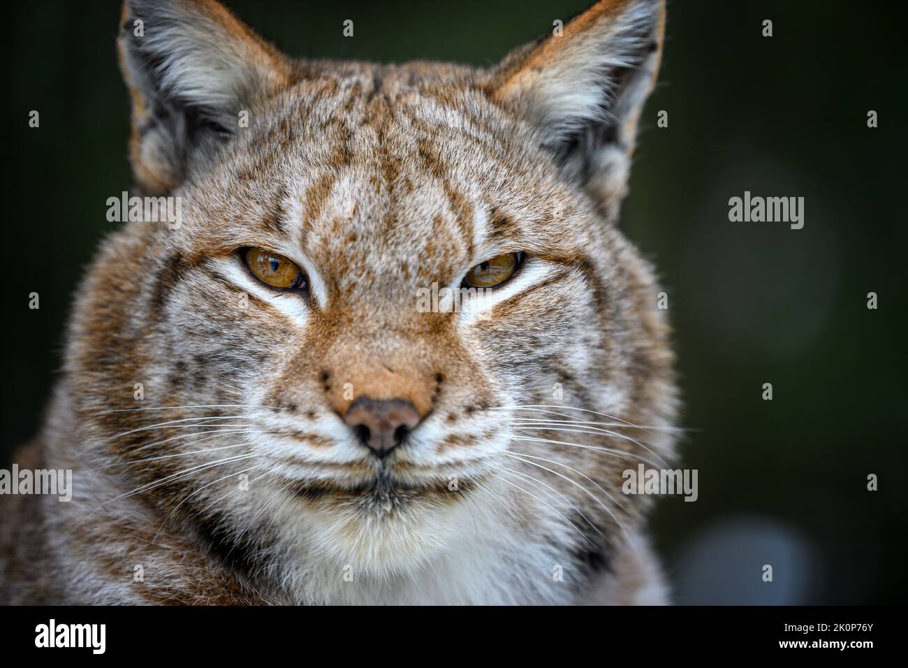 Primo piano Lynx ritratto. Fauna selvatica scena dalla natura. Animale selvatico nell'habitat naturale Foto Stock
