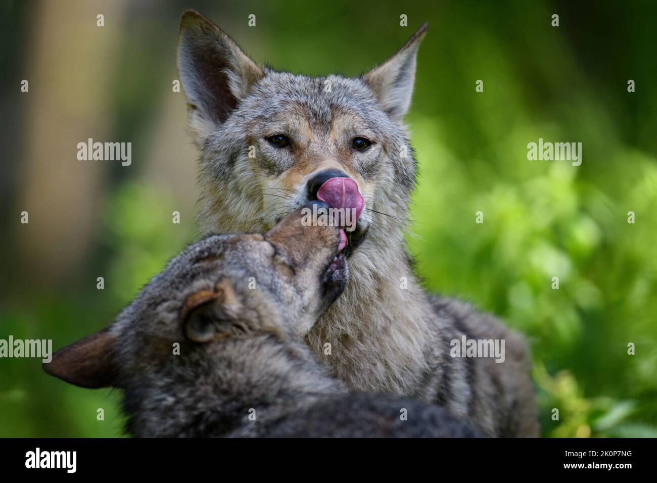 Due lupi nella foresta. Fauna selvatica scena dalla natura. Animale selvatico nell'habitat naturale Foto Stock
