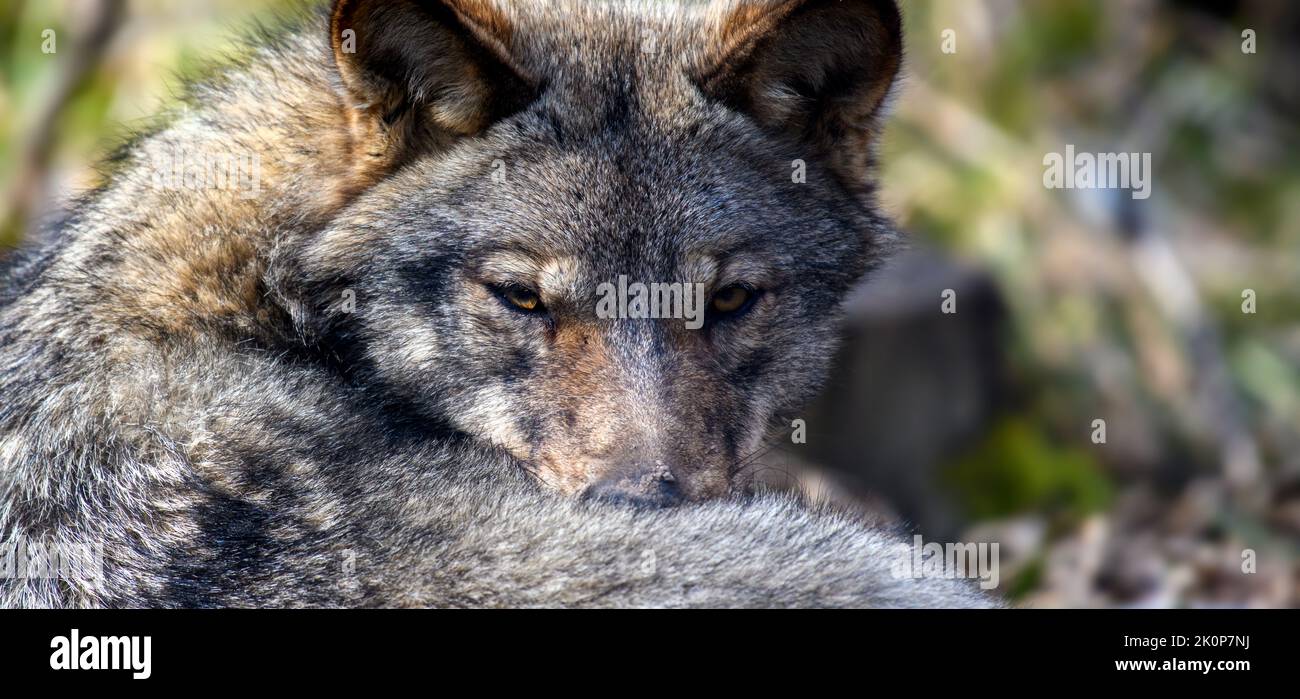 Chiudi ritratto di lupo nella foresta. Fauna selvatica scena dalla natura. Animale selvatico nell'habitat naturale Foto Stock