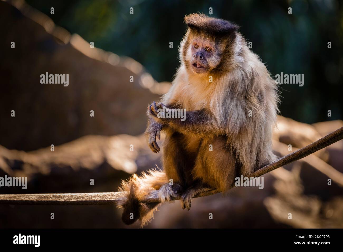Scimmia sedersi a guardare con il cibo sulla sua mano, Pantanal, Brasile Foto Stock