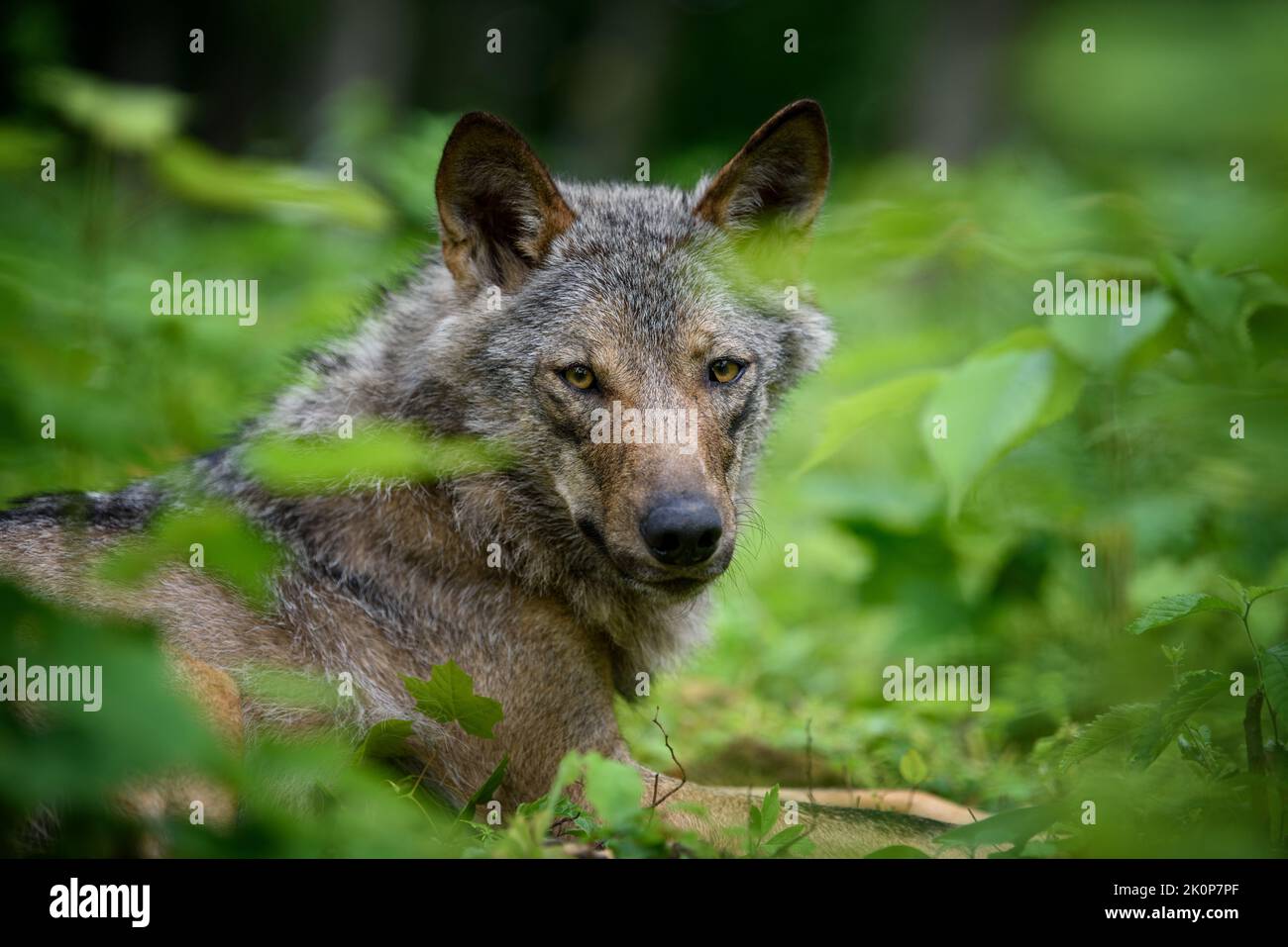 Ritratto di lupo nella foresta. Fauna selvatica scena dalla natura. Animale selvatico nell'habitat naturale Foto Stock