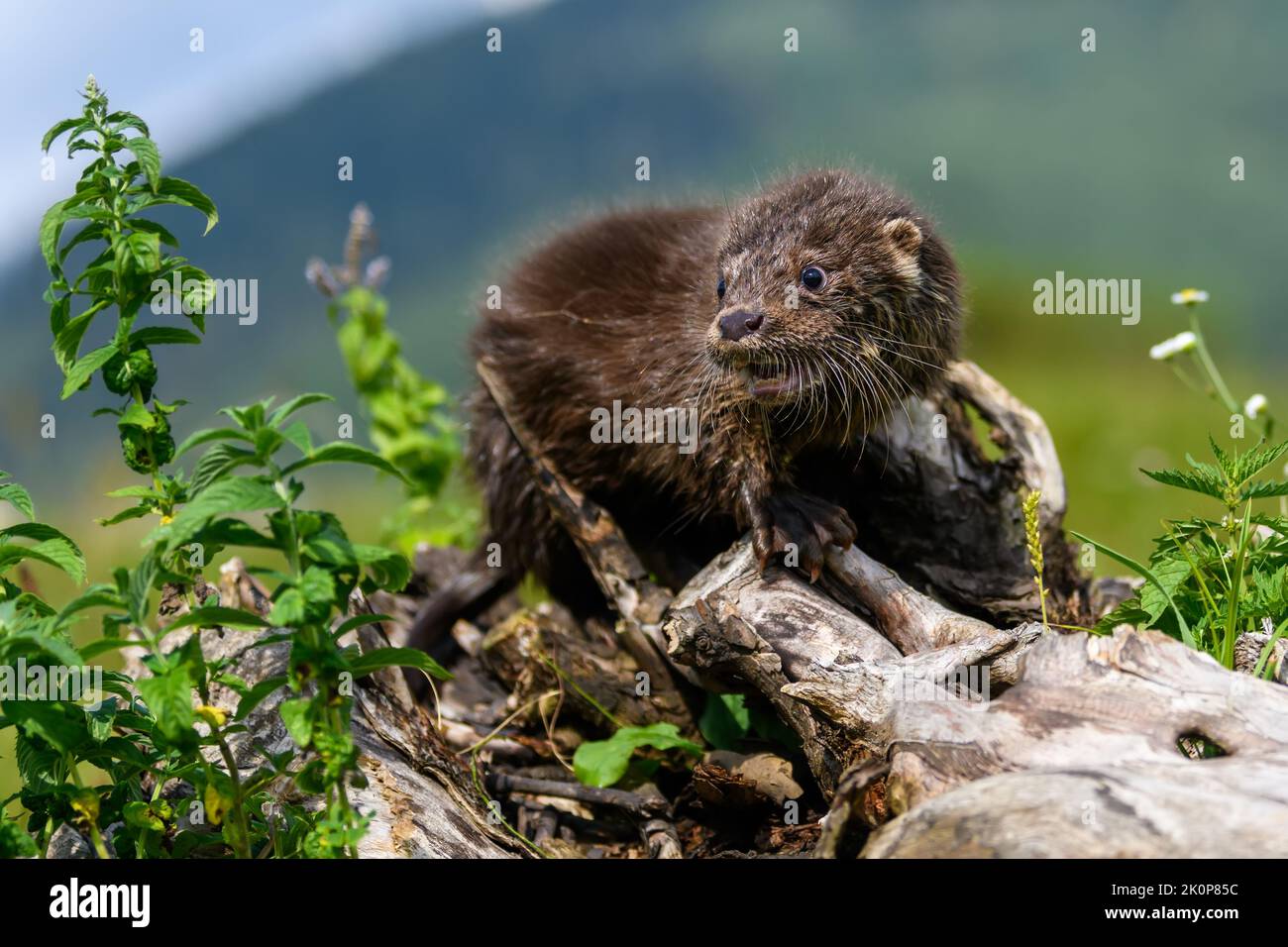 Lutra in habitat naturale. Ritratto di predatore di acqua. Animale dal fiume. Scena della fauna selvatica Foto Stock