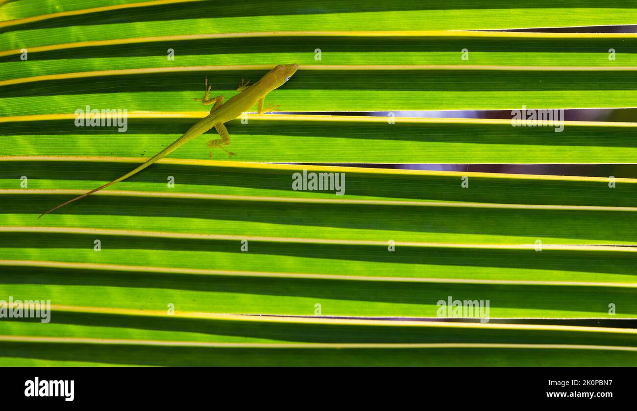 La piccola lucertola verde Anolis Carolinensis è seduta su una foglia di palma, foto ravvicinata Foto Stock