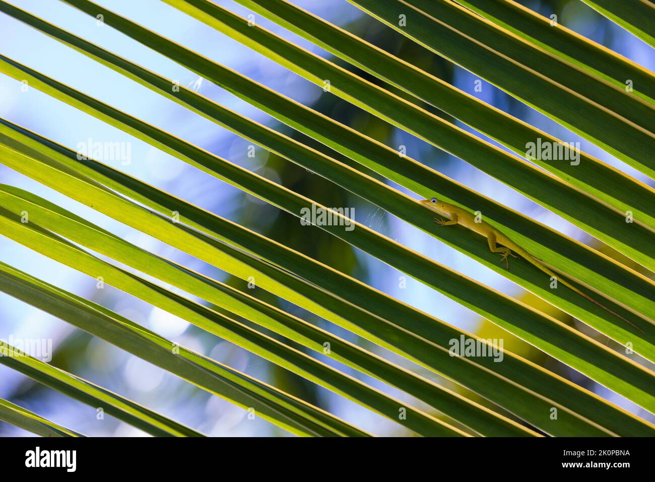 Anolis Carolinensis. La lucertola verde siede su una foglia di palma, foto ravvicinata Foto Stock