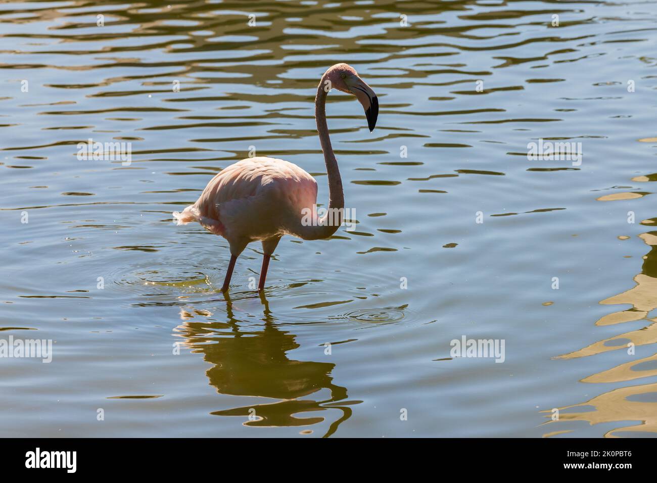 Fenicottero rosa camminare l'acqua in una giornata di sole Foto Stock