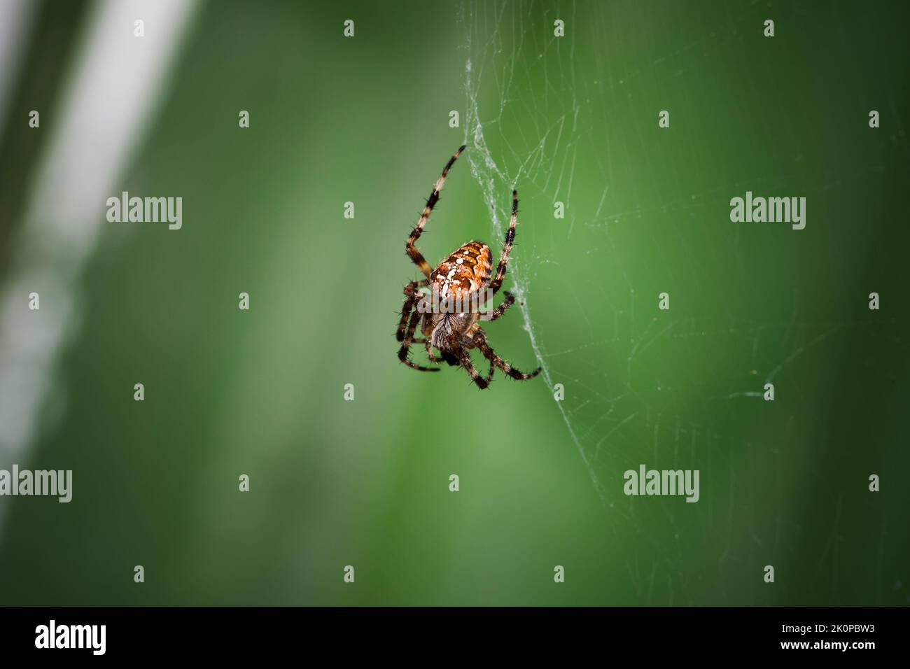 Il ragno da giardino europeo è su un ragnatela su sfondo verde sfocato. Macro foto di Araneus diadematus Foto Stock