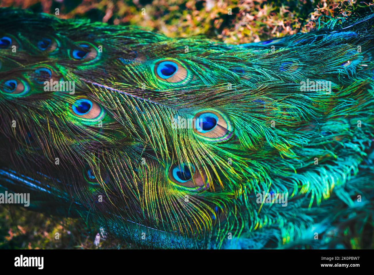 Piume di coda di pavone, foto astratta, motivo colorato naturale Foto Stock