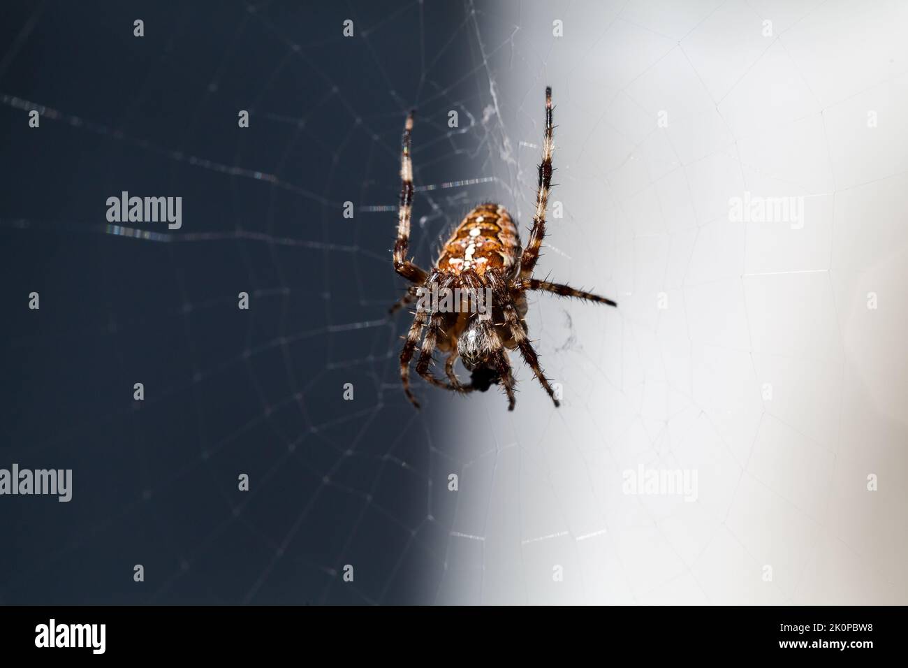 Ragno giardino europeo seduto su un ragnatela. Macro foto di Araneus diadematus Foto Stock
