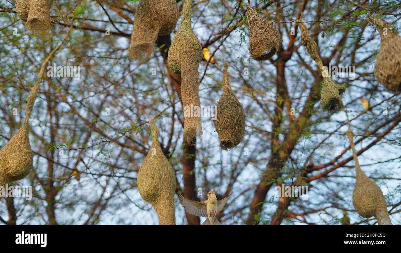 Gli uccelli stanno costruendo nidi, Baya Weaver. Baya uccello tessitore Nido fatto di fieno, Nidi Skylark su rami nella zona a venire naturalmente. Foto Stock