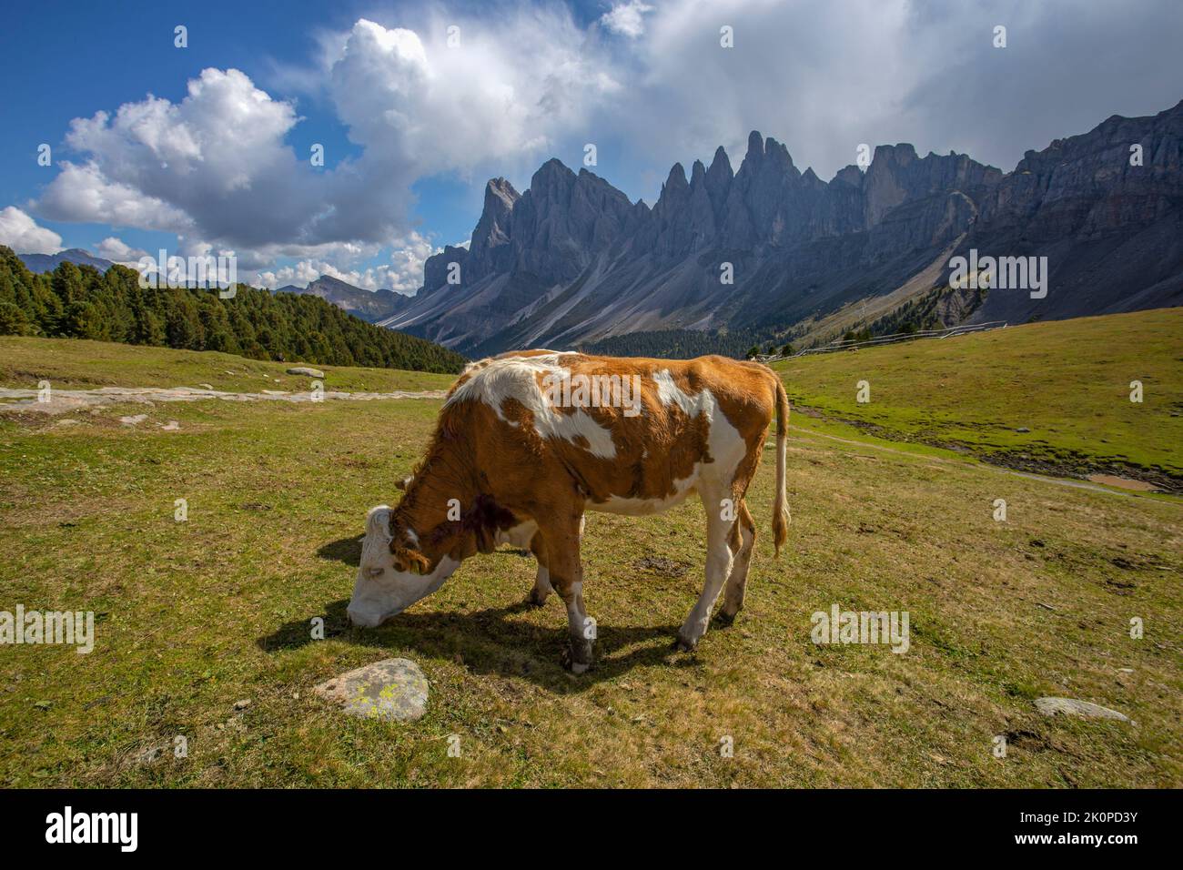 Primo piano di una mucca con il gruppo dolomico delle Odle (Geislergruppe) sullo sfondo della valle di Funes, Alto Adige, provincia di Bolzano, Italia Foto Stock