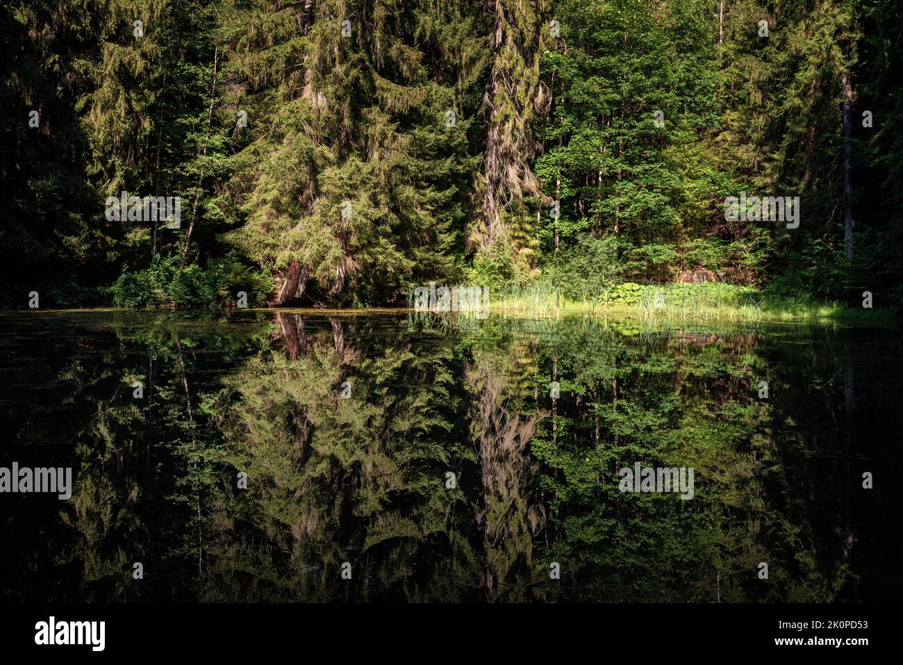 Riflesso di alberi di conifere e decidui sulla tranquilla superficie d'acqua di un lago nella foresta colorata. Foto Stock