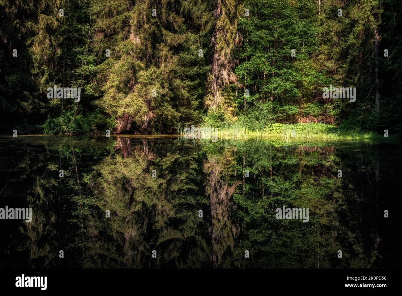 Bellissimo riflesso di alberi di conifere e decidui sulla tranquilla superficie d'acqua di un lago nella pittoresca foresta. Foto Stock