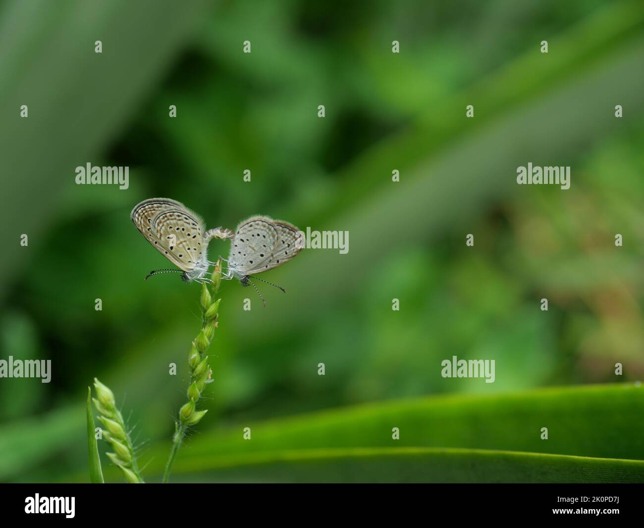 Due piccola farfalla blu erba accoppiamento su pianta dell'albero con foglia verde naturale sullo sfondo, Thailandia Foto Stock