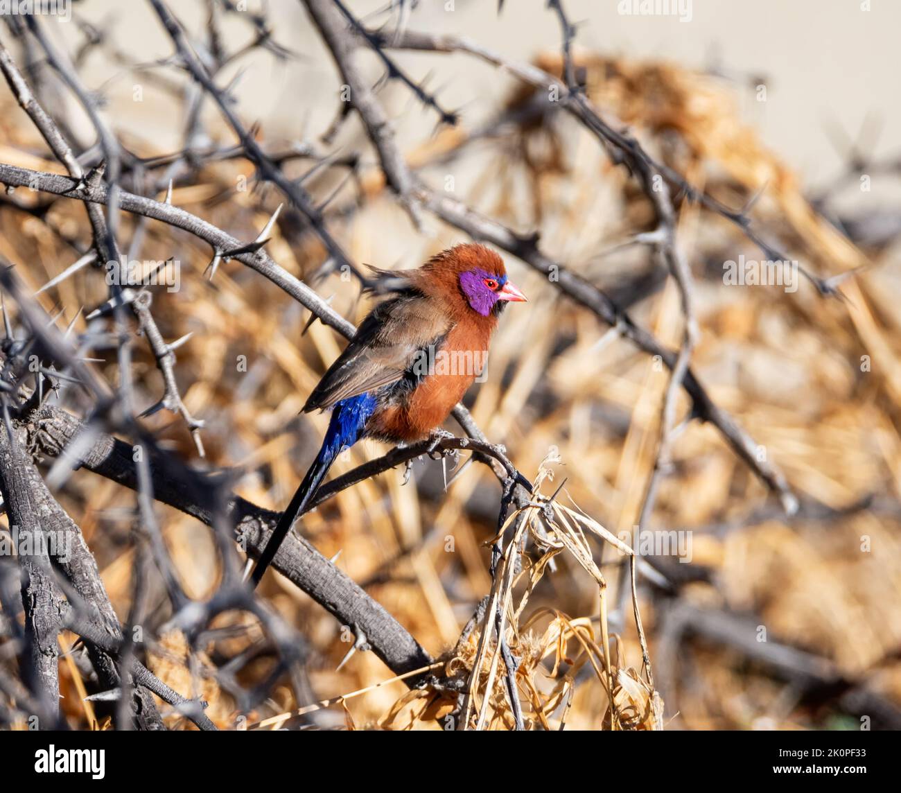 Una Waxbill dalle orecchie viola appollaiata in un cespuglio sulla savana di Kalahari Foto Stock