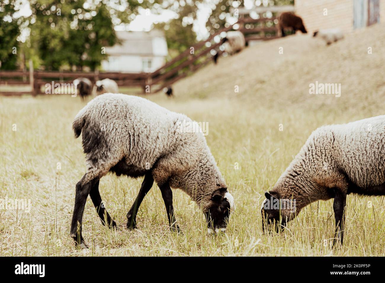Gruppo di due animali domestici della pecora britannica Suffolk in fattoria in fienile di legno su un pascolo nel campo che mangia erba gialla sul terreno. Pecora bianco-nera. Foto di alta qualità Foto Stock