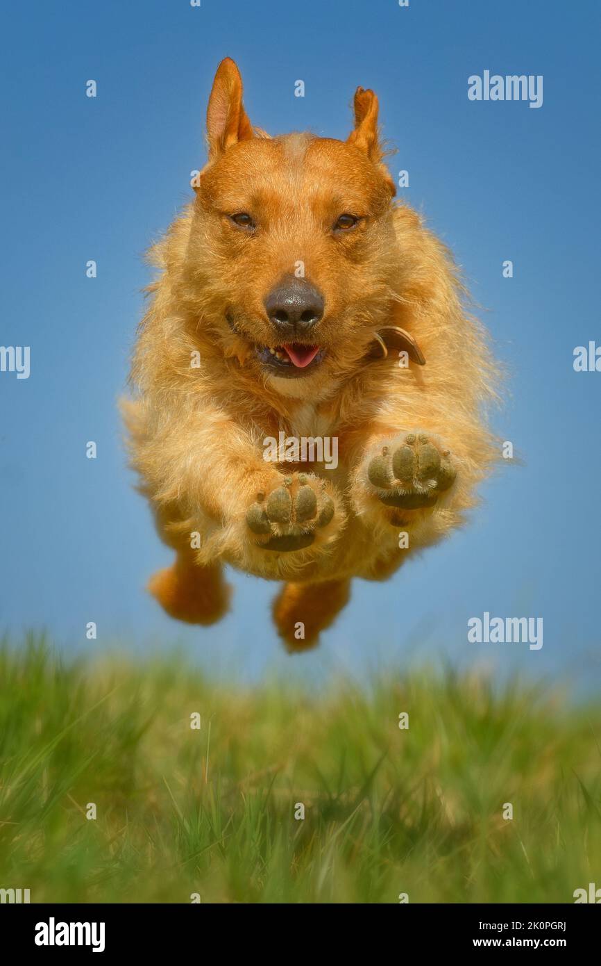 Hund in azione | Spanischer Hirtenhund Mischling im sprung | azione Foto Hund Foto Stock
