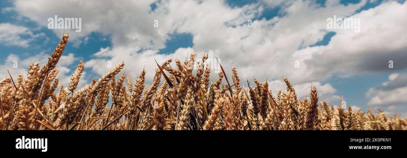 Campo di spighe di grano dorato maturo che oscura nel vento contro il cielo blu con nuvole durante la stagione del raccolto, immagine panoramica Foto Stock