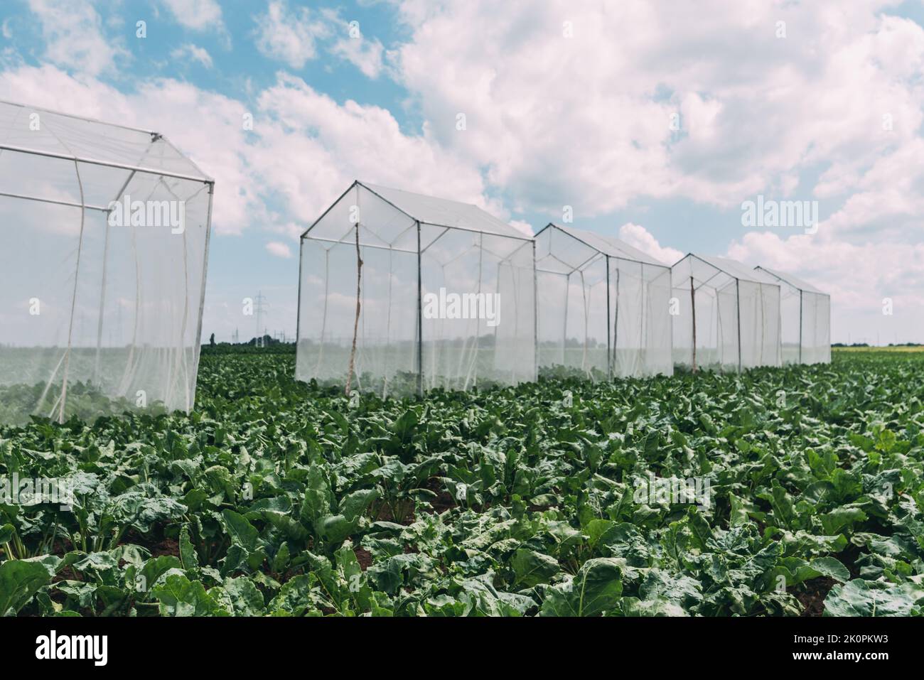 Tende di controllo dell'impollinazione della barbabietola da zucchero in campo agricolo coltivato nelle giornate di sole estive Foto Stock