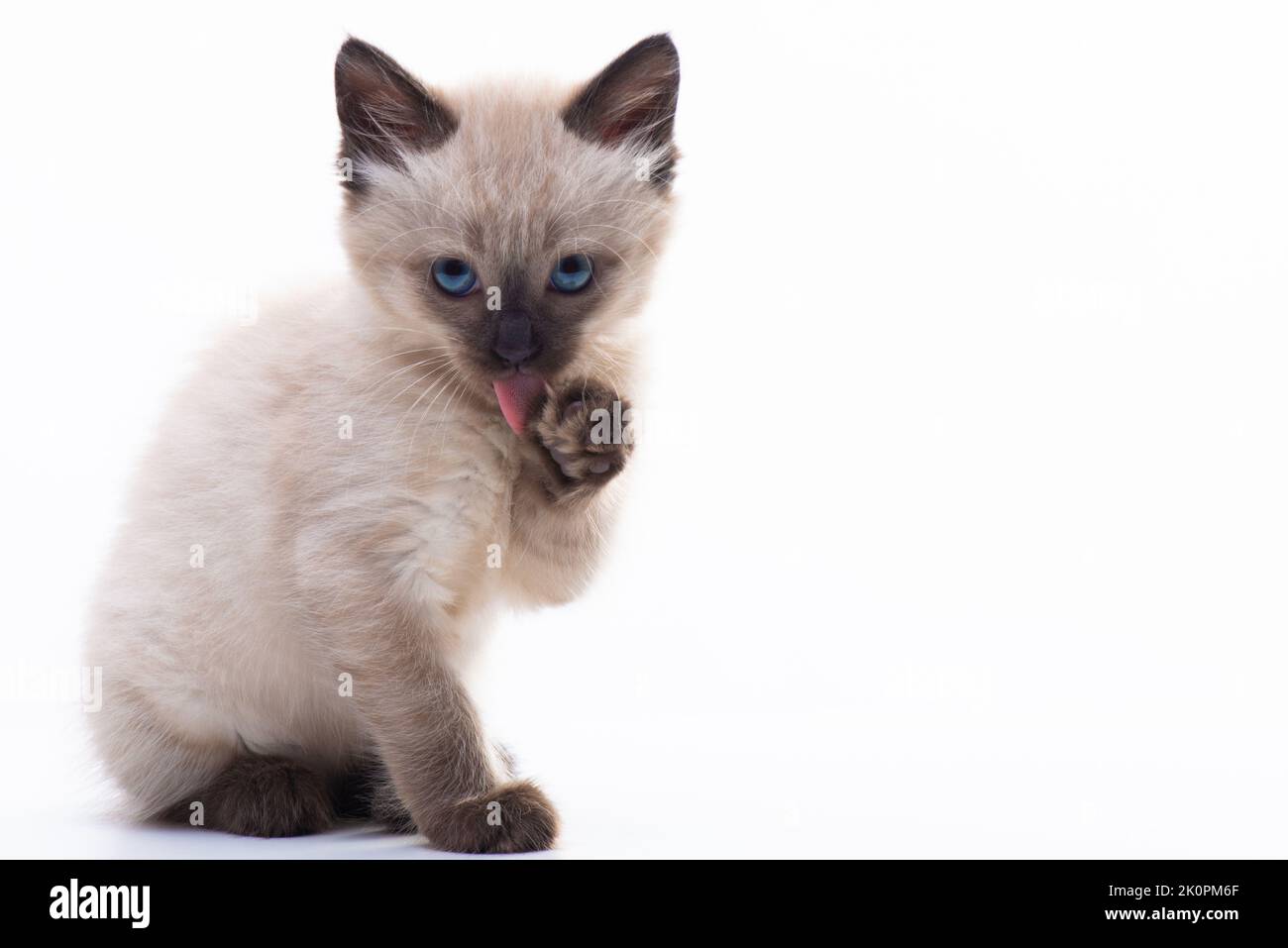 Il gattino piccolo e divertente lecca la zampa con la lingua. Foto di alta qualità Foto Stock