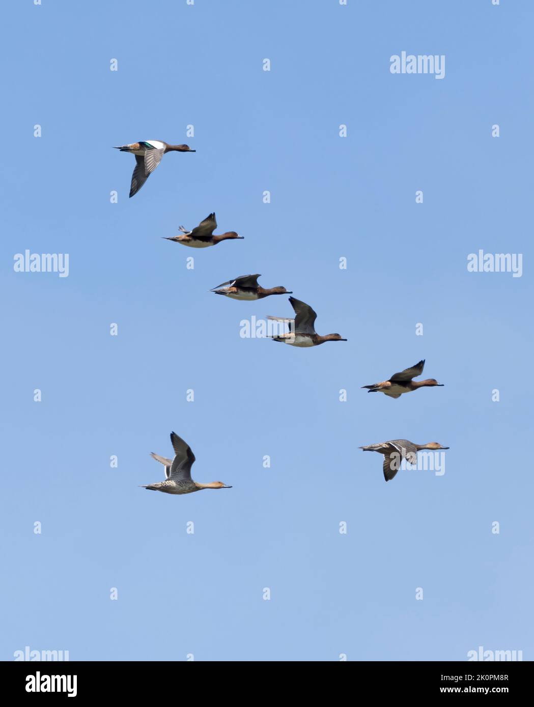 Un piccolo gruppo di Wigeon (anas penelope) in volo durante la tarda estate, Norfolk Foto Stock