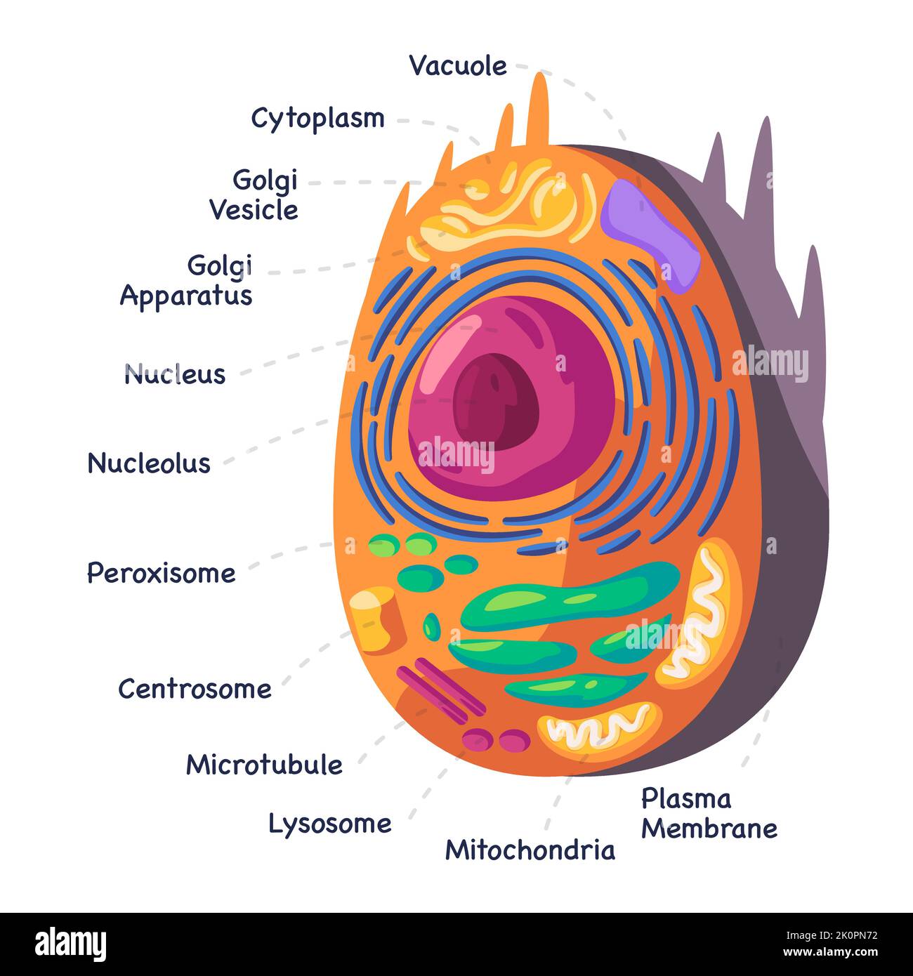 Struttura diagramma anatomico delle cellule animali umane del mitocondio al nucleo illustrazione del disegno di biologia cellulare Illustrazione Vettoriale