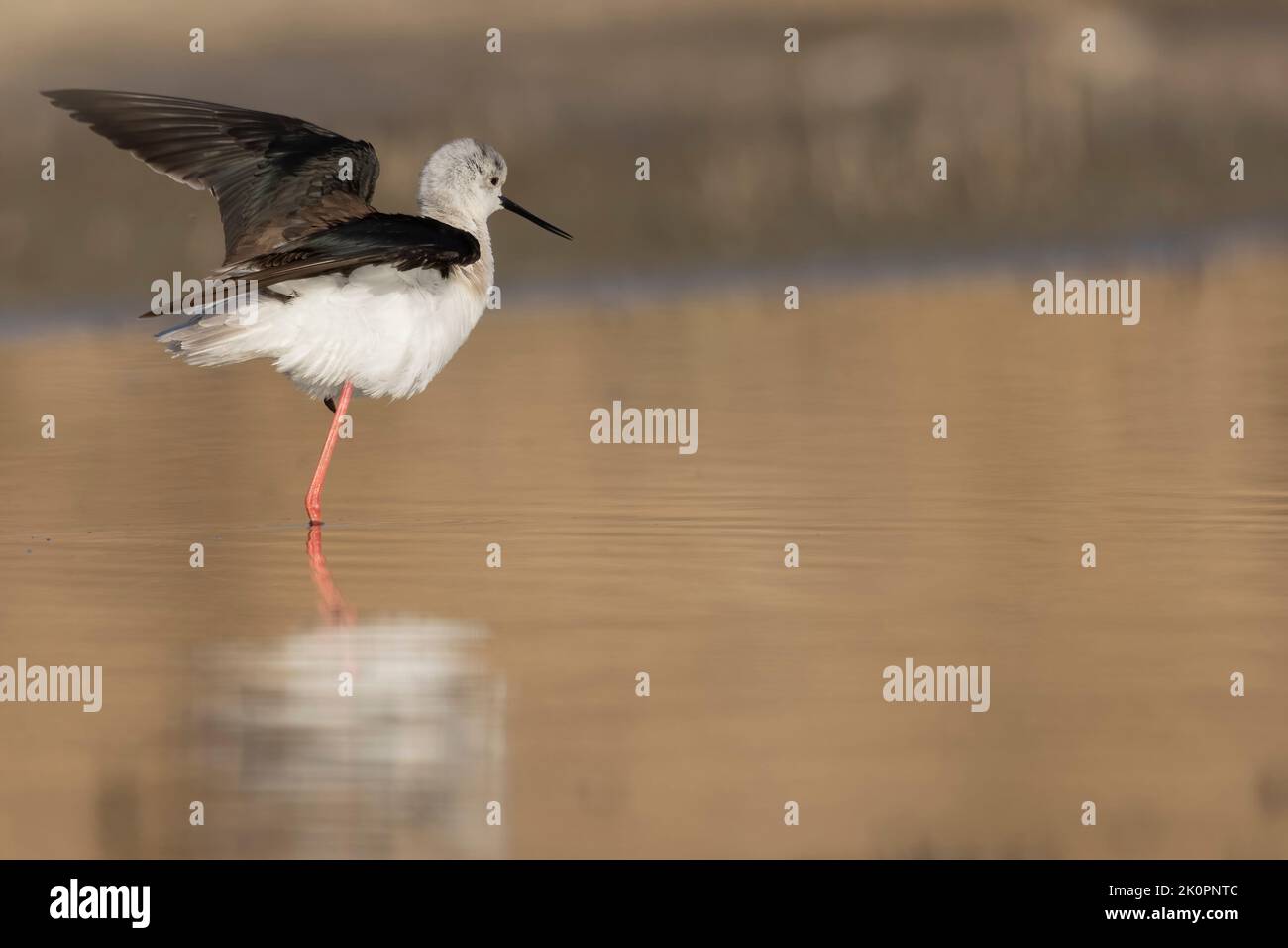 Uccello colorato, paletto ad alette nere (Himantopus himantopus). Foto Stock