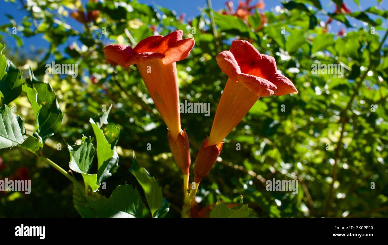 Arancio tromba fiore. Il suo nome latino è Brugmansia. Il suo altro nome è la tromba di Angel. Arbusto di edera da giardino con grandi fiori simili a tromba. Foto Stock