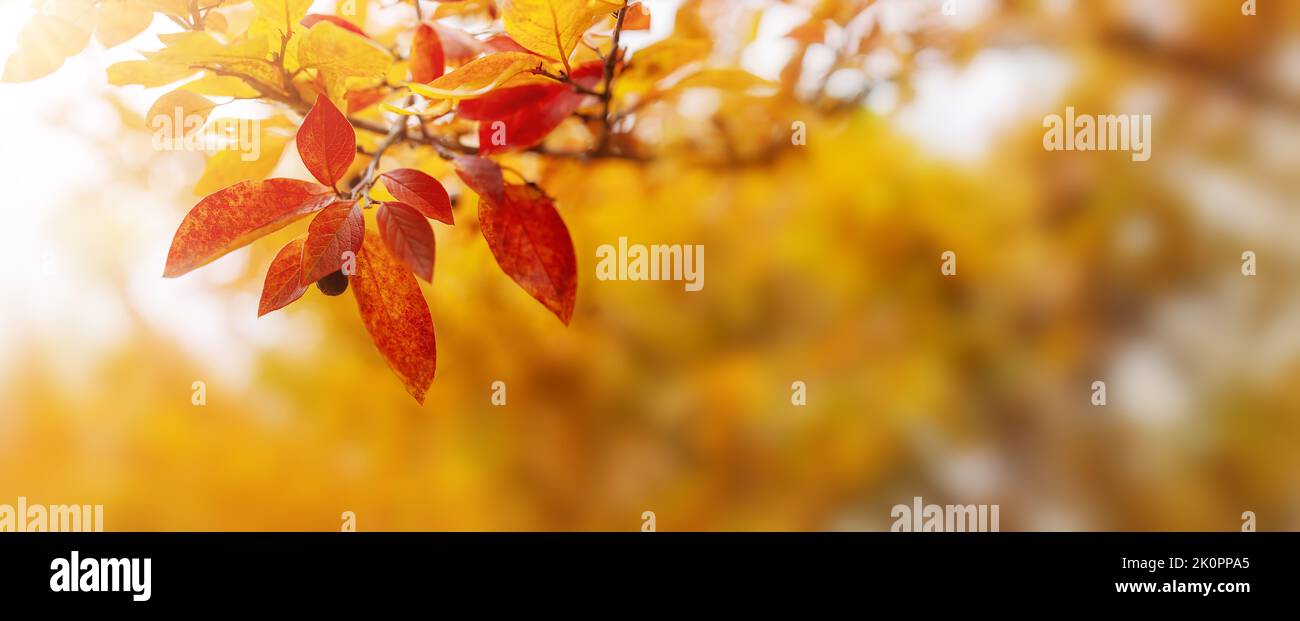 Vista ravvicinata del ramo con foglie colorate nel parco autunnale Foto Stock