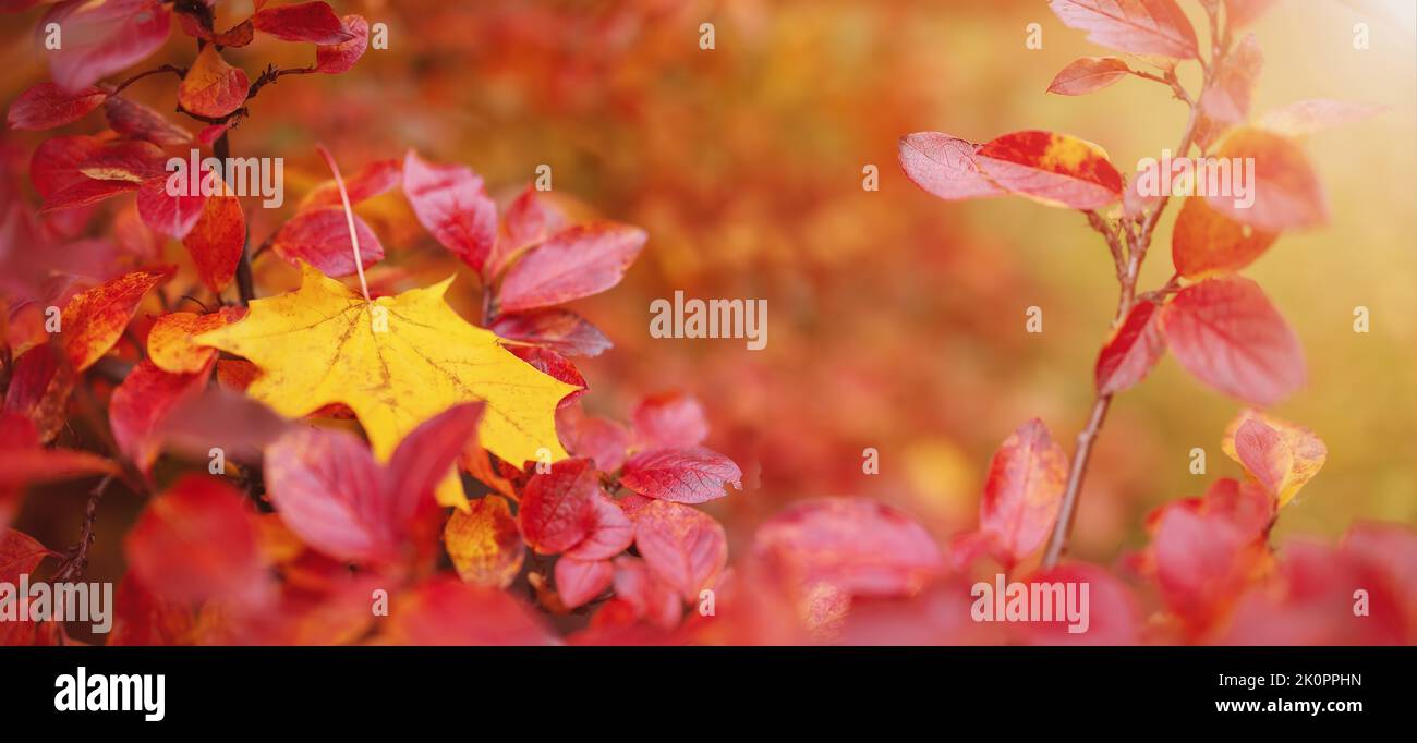 Vista ravvicinata della foglia di acero solitario sul ramo con foglie colorate nel parco autunnale Foto Stock