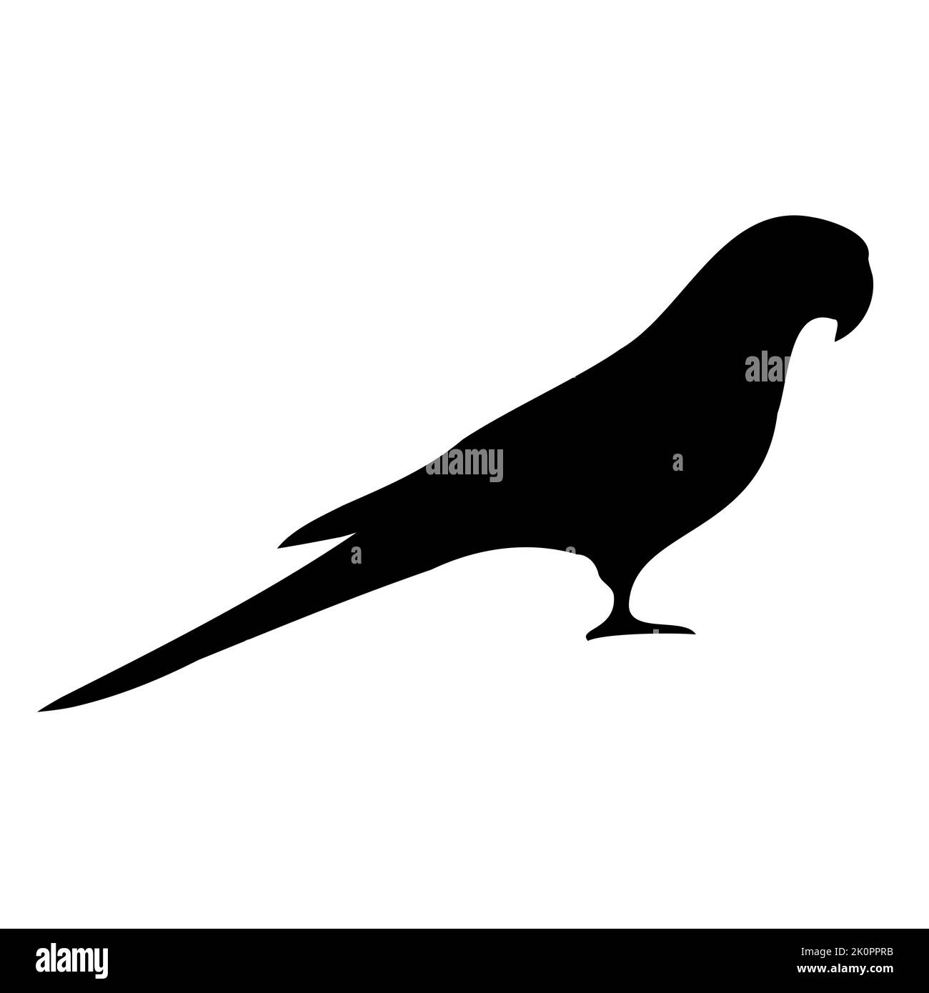 Vettore disegnato a mano indiano ringneck pappagallo silhouette isolato su sfondo bianco Illustrazione Vettoriale