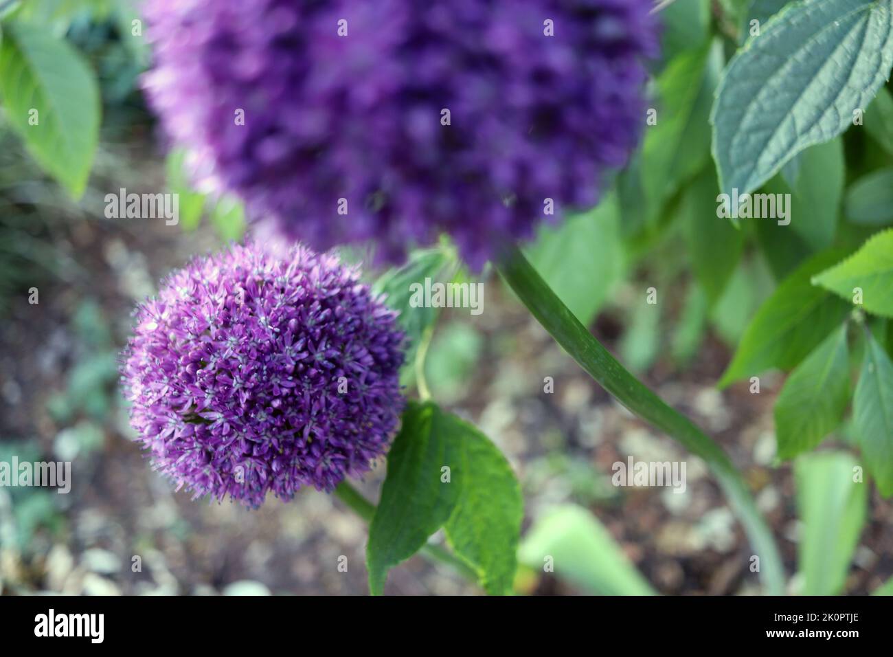 Salve, Viola Foto Stock