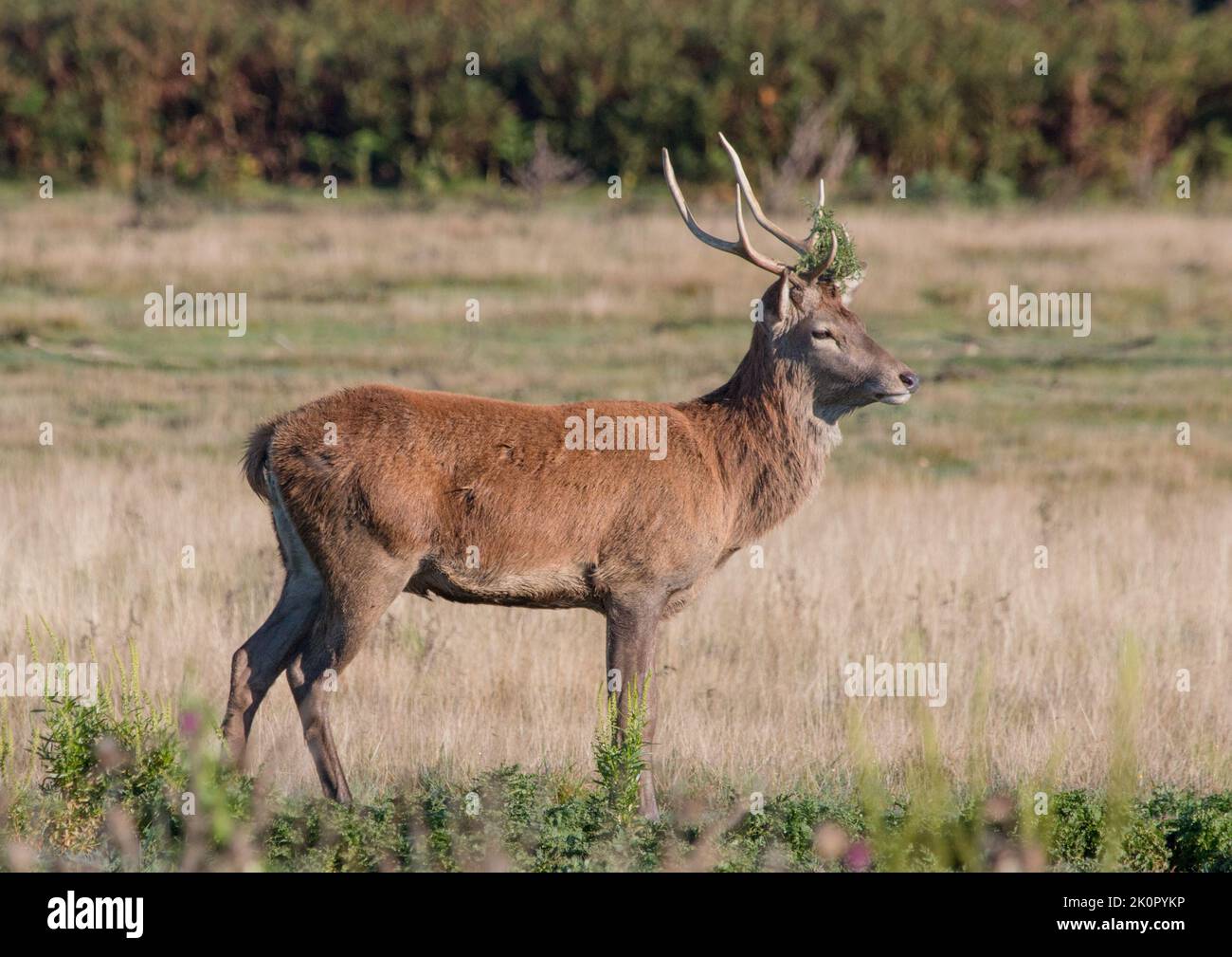 Un maestoso cervo rosso (Cervus elaphus) le sue corna adornate di vegetazione, in piedi con orgoglio durante la stagione di rutting . Suffolk, Regno Unito Foto Stock