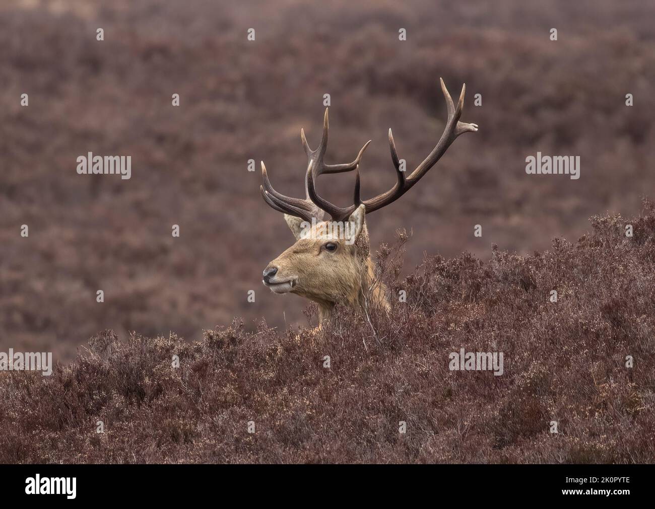 Un maestoso cervo rosso (Cervus elaphus) che si nasconde nel salice morto delle montagne scozzesi. REGNO UNITO Foto Stock