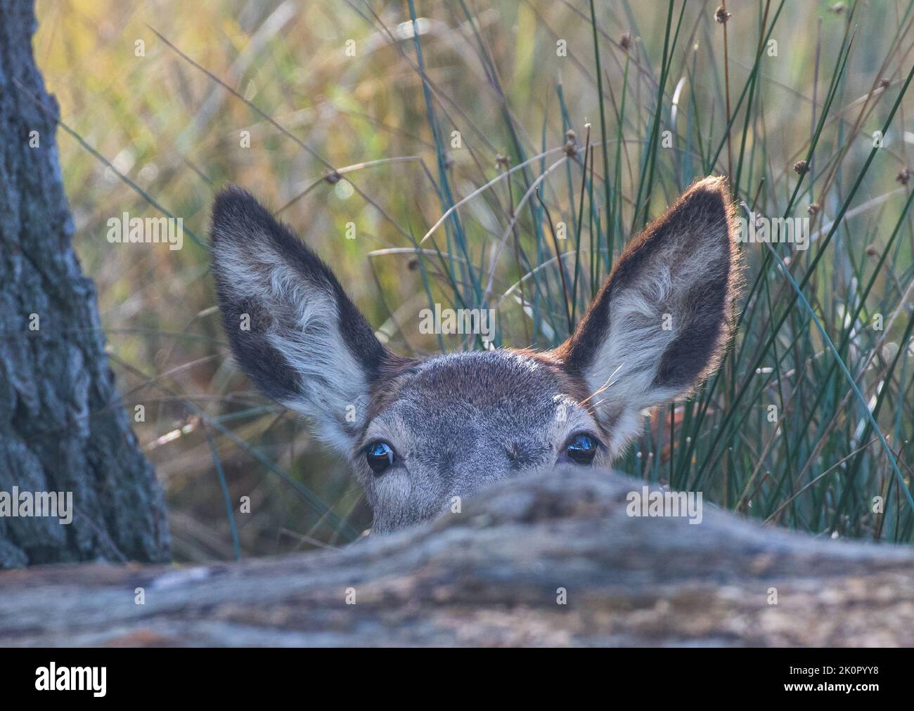 Guarda un boo . Un primo piano colpo di testa di una giovane femmina Red Deer in una mattina d'autunno che si nasconde dietro un albero caduto. REGNO UNITO Foto Stock