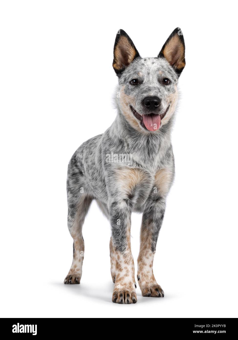 Cucciolo di cane del bestiame dolce, in piedi di fronte. Guardare feroce verso la fotocamera. Isolato su sfondo bianco. Bocca aperta e lingua fuori. Foto Stock