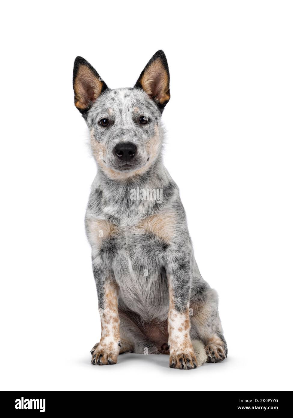 Cucciolo di cane dolce del bestiame, seduto di fronte. Un'immagine dolce verso la fotocamera. Isolato su sfondo bianco. Bocca chiusa. Foto Stock