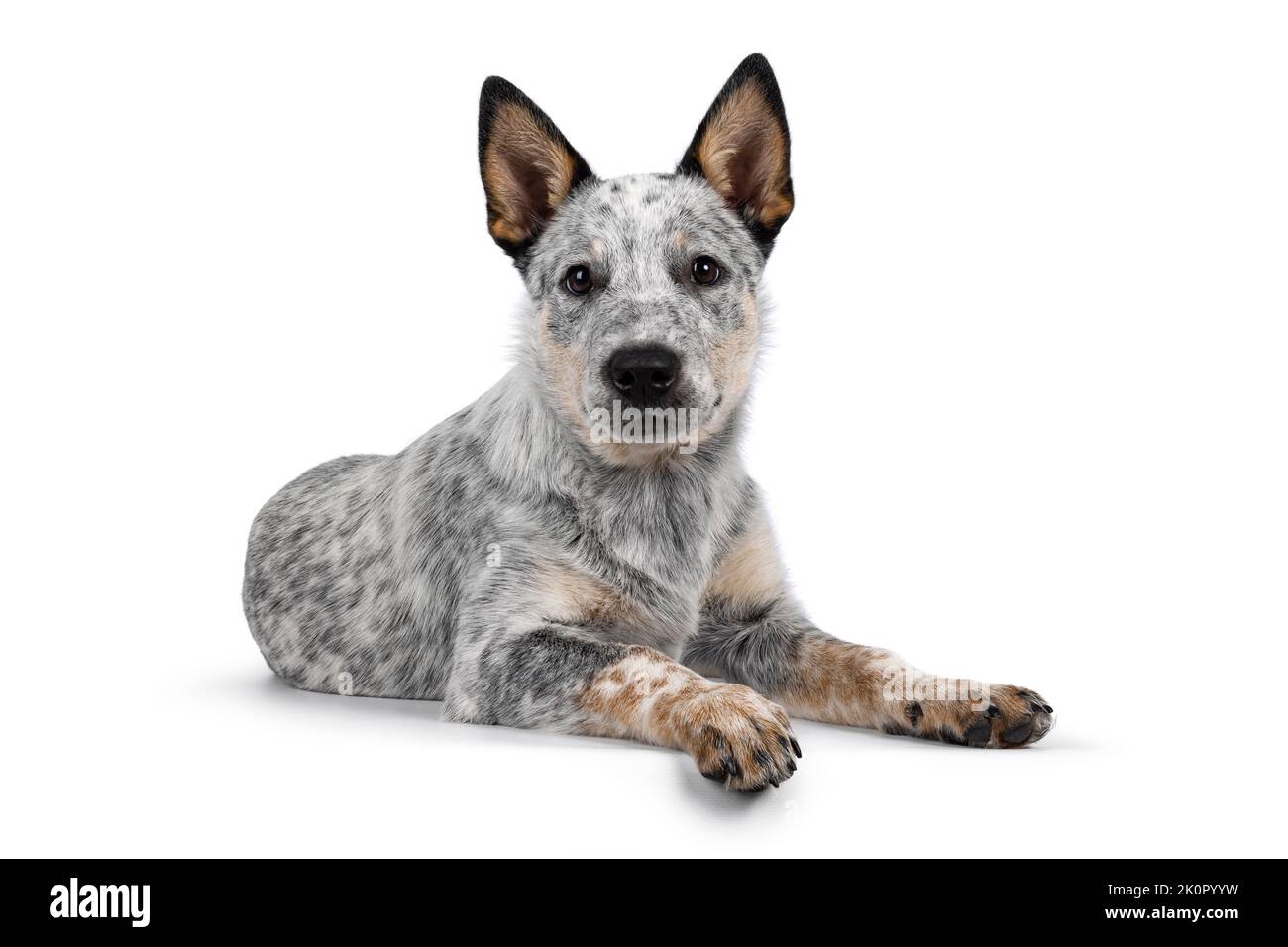 Cucciolo di cane del bestiame dolce, che depone verso il basso le vie laterali sul bordo. Guardare feroce verso la fotocamera. Isolato su sfondo bianco. Bocca chiusa. Foto Stock