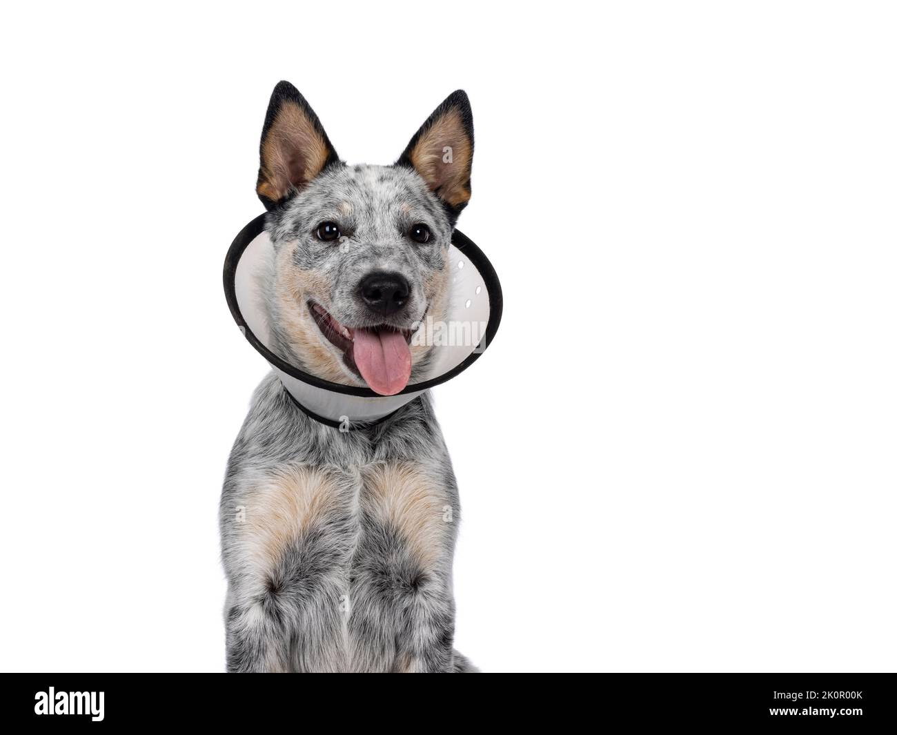 Colpo di testa di carino cuccioli di cane bovino, indossando cono medico intorno al collo. Guardando accanto alla fotocamera. Linguetta fuori ansimando. Isolato su sfondo bianco. Foto Stock