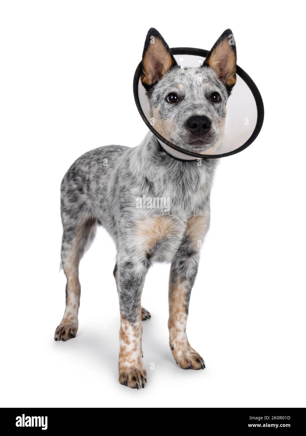 Carino cuccioli di cane del bestiame, in piedi in su modi laterali indossando cono medico intorno al collo. Guardando lontano dalla fotocamera. Bocca chiusa. Isolato su sfondo bianco. Foto Stock