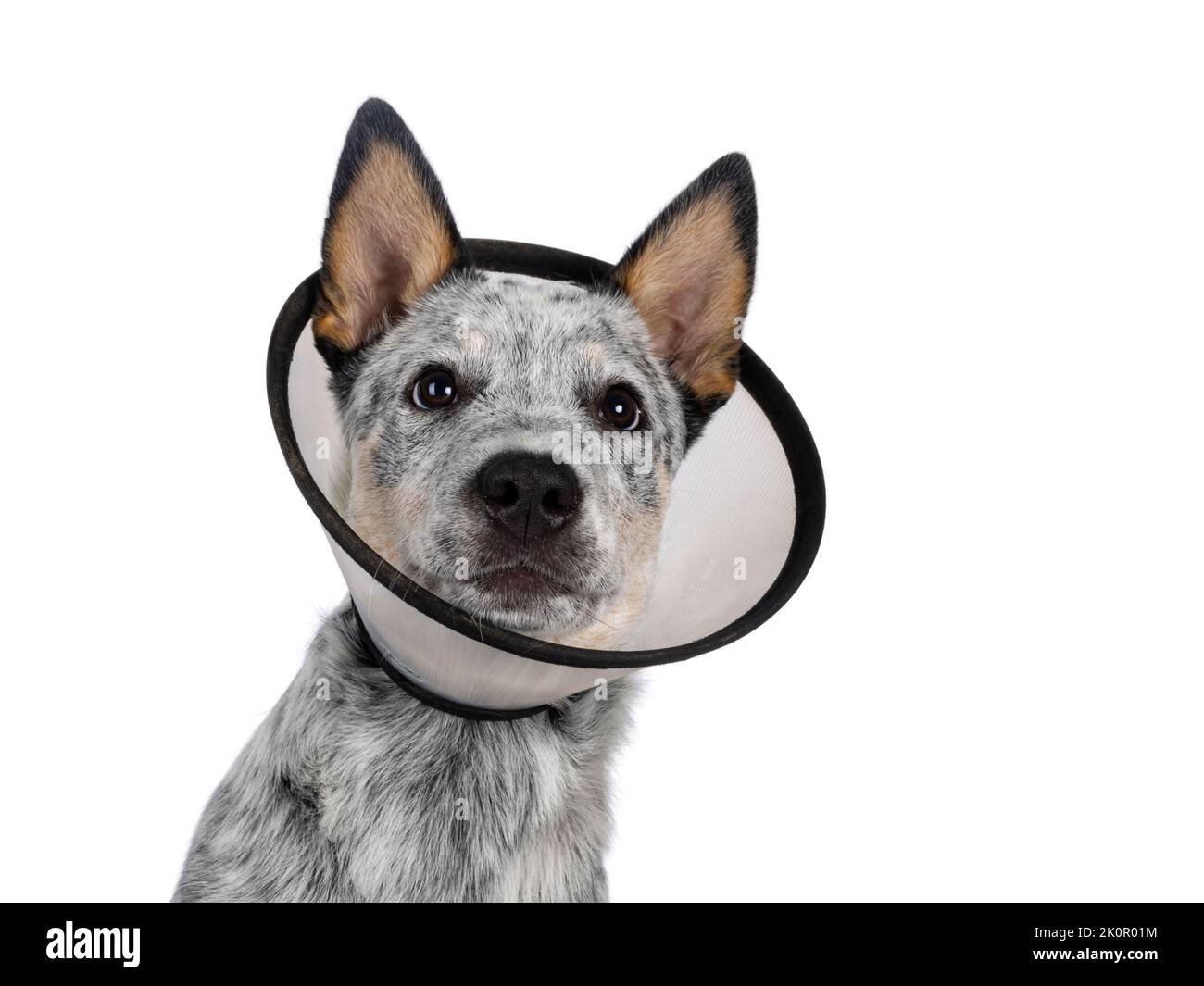 Colpo di testa di carino cuccioli di cane bovino, indossando cono medico intorno al collo. Guardando accanto alla fotocamera. Linguetta fuori ansimando. Isolato su sfondo bianco. Foto Stock