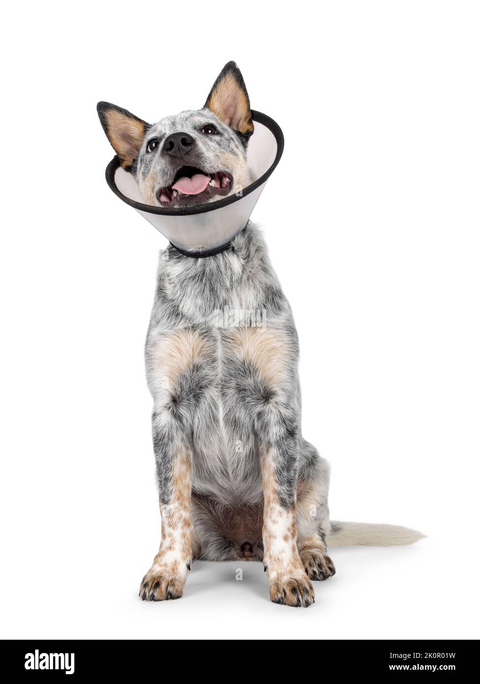 Carino cuccioli di cane del bestiame, seduto sul fronte che indossa cono medico intorno al collo. Guardando sopra e lontano dalla fotocamera. Linguetta fuori ansimando. Isolato su un w Foto Stock
