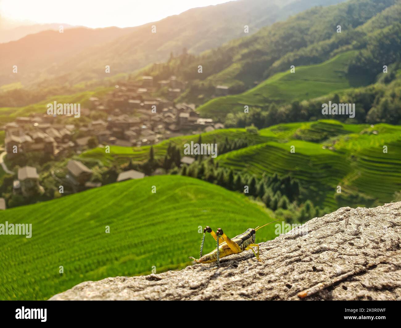 Grasshopper giallo in Cina. Paesaggio sfocato sfondo di montagna Foto Stock